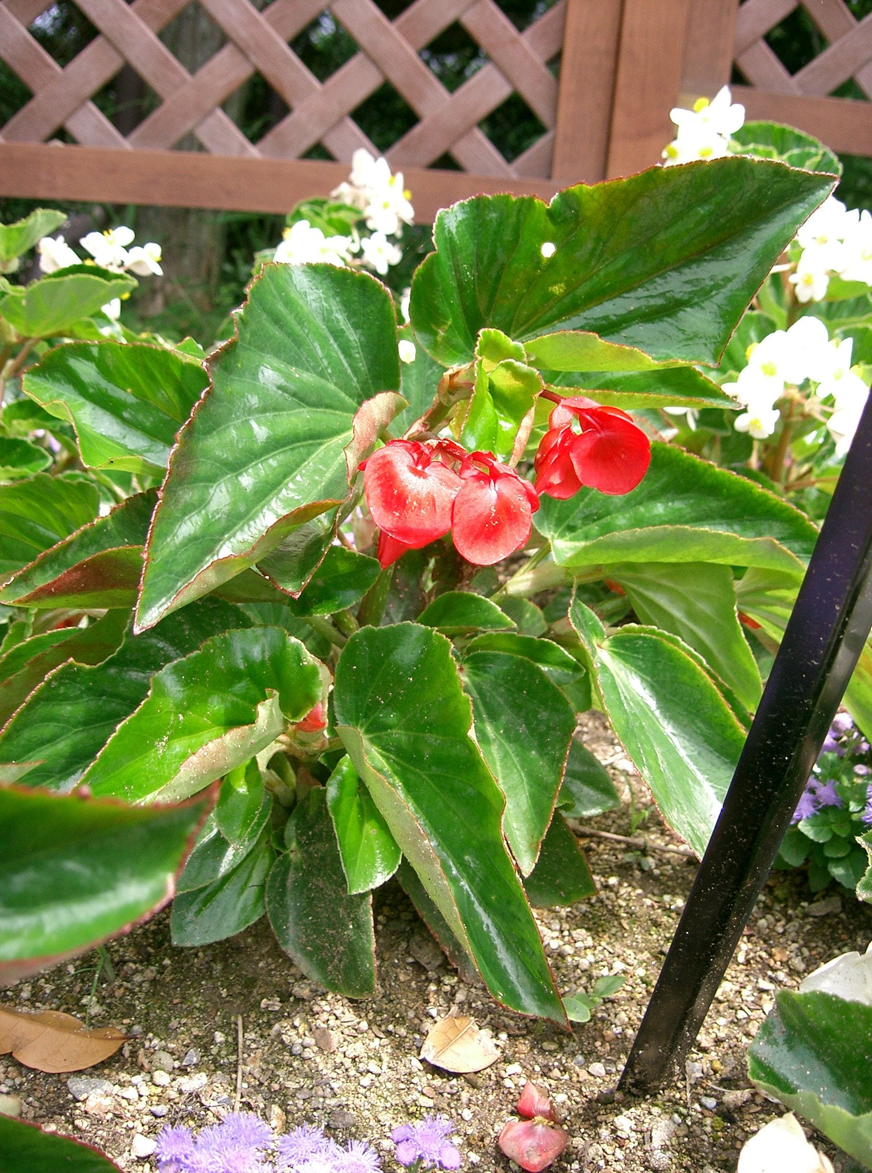 Begonia Dragon Wing de flor roja