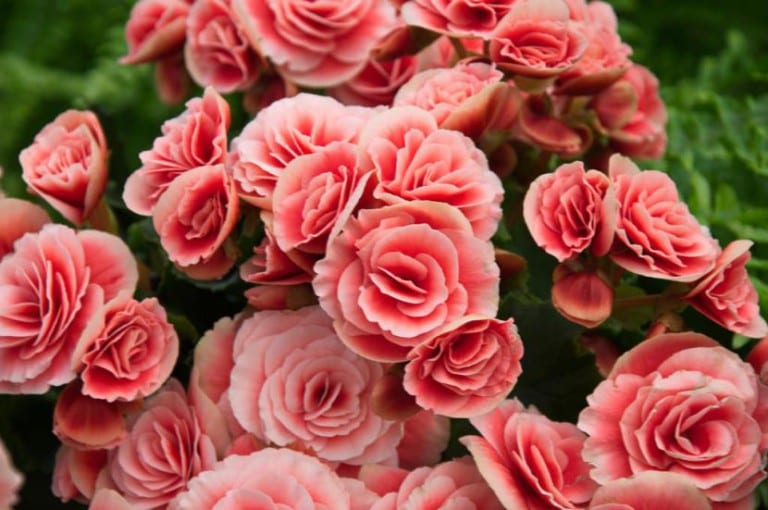 Begonia elatior con flores dobles de color rosa