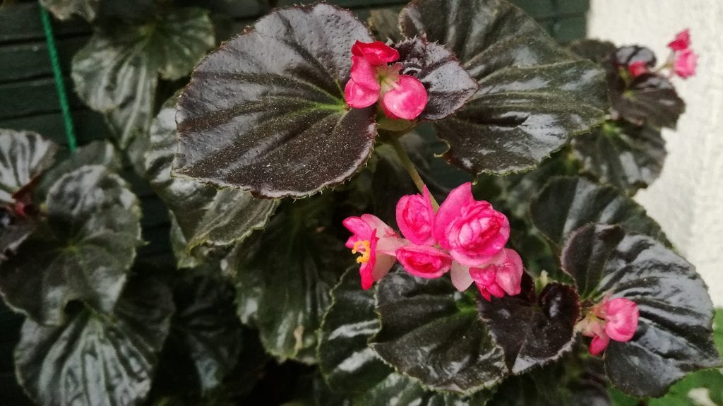 Begonia semperflorens: cuidados, riego, plagas y multiplicación