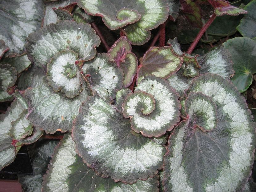 Begonia rex Escargot con hojas enrolladas en espiral