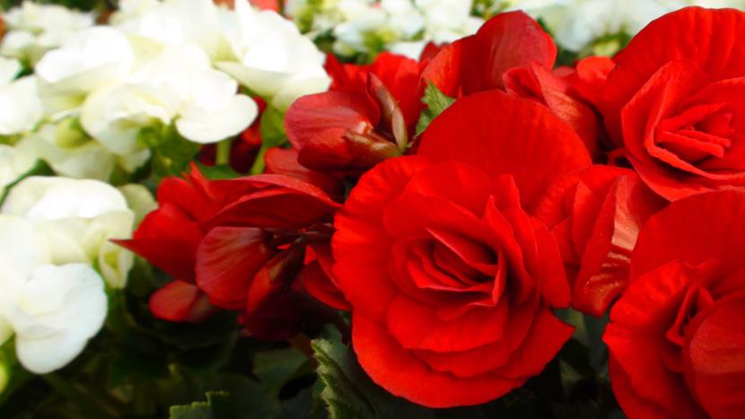 Begonias de interior: qué tipo tienes y cómo cuidarla en casa