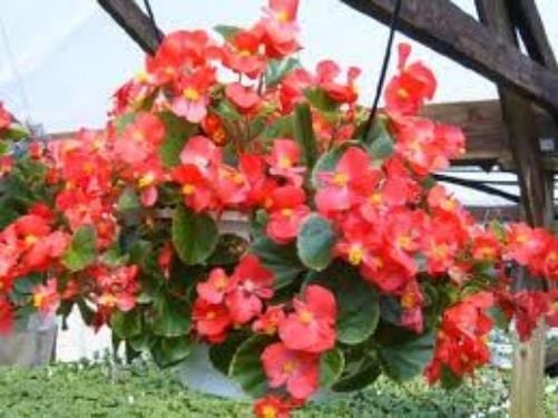 Tipos de begonia y cuidados: guía por grupos de cultivo