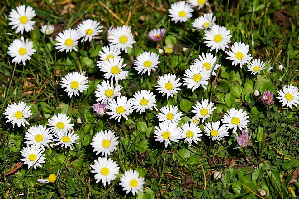 Bellis: especies, cultivo y cuidados de la margarita menor
