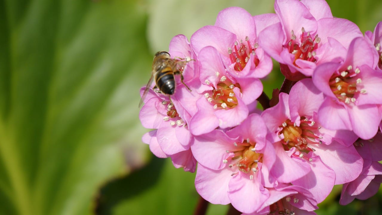 Bergenia: cultivo, cuidados y floración de invierno