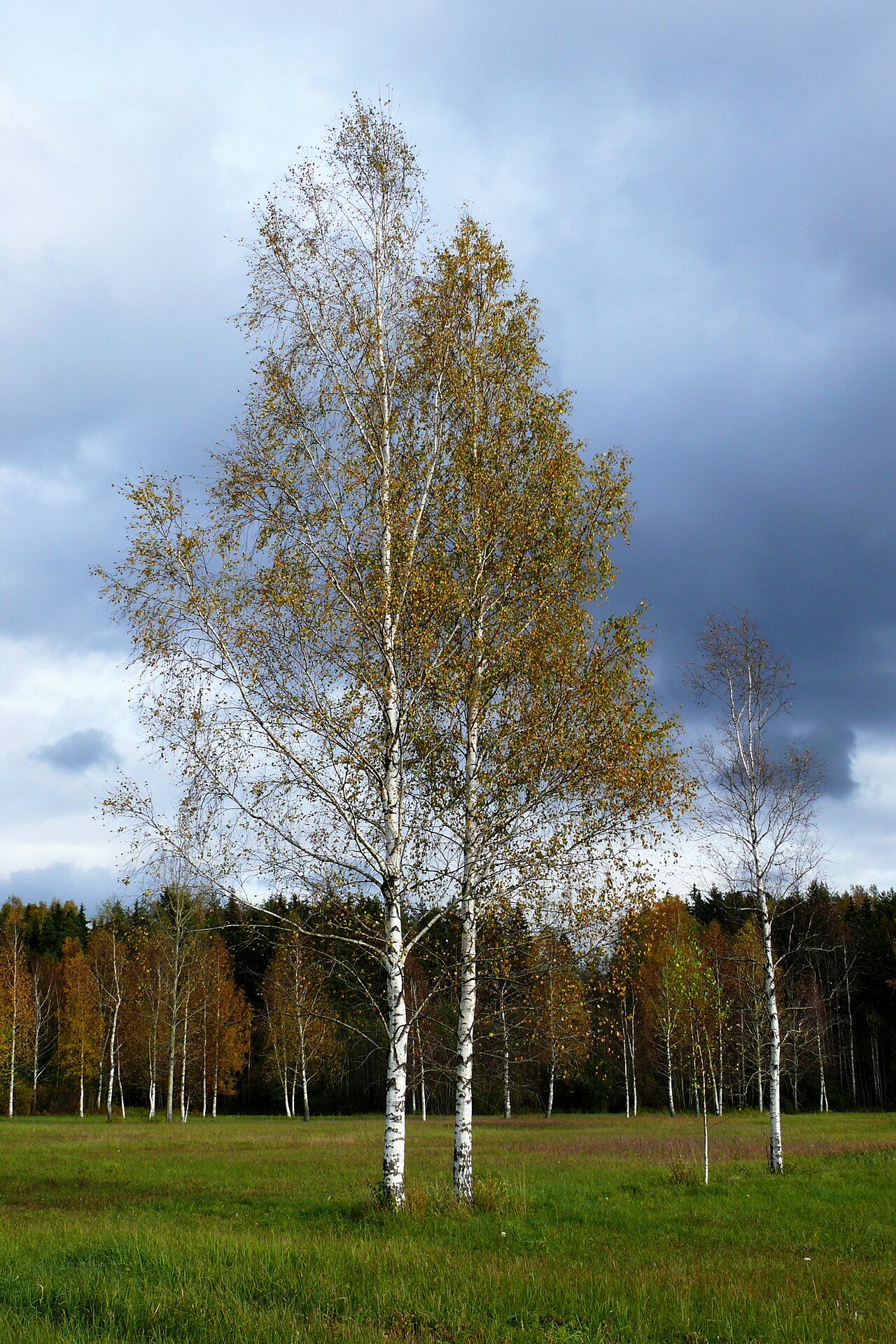Betula pendula:tipos, características, tamaño, variedades, colores…