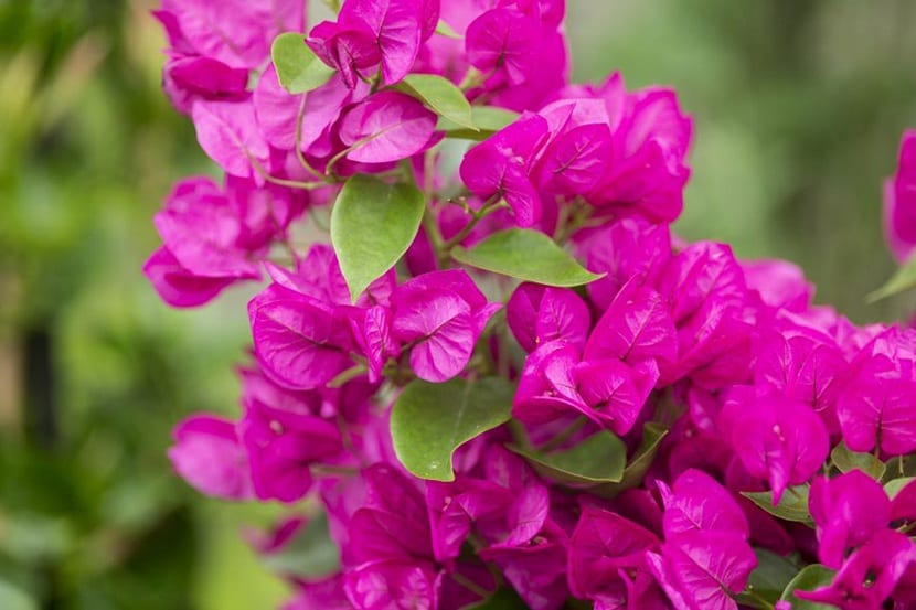 Buganvilla (Bougainvillea glabra): cultivo, poda y riego