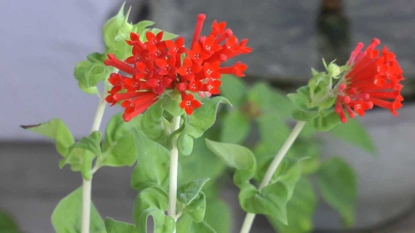 Bouvardia ternifolia: cultivo, poda y multiplicación