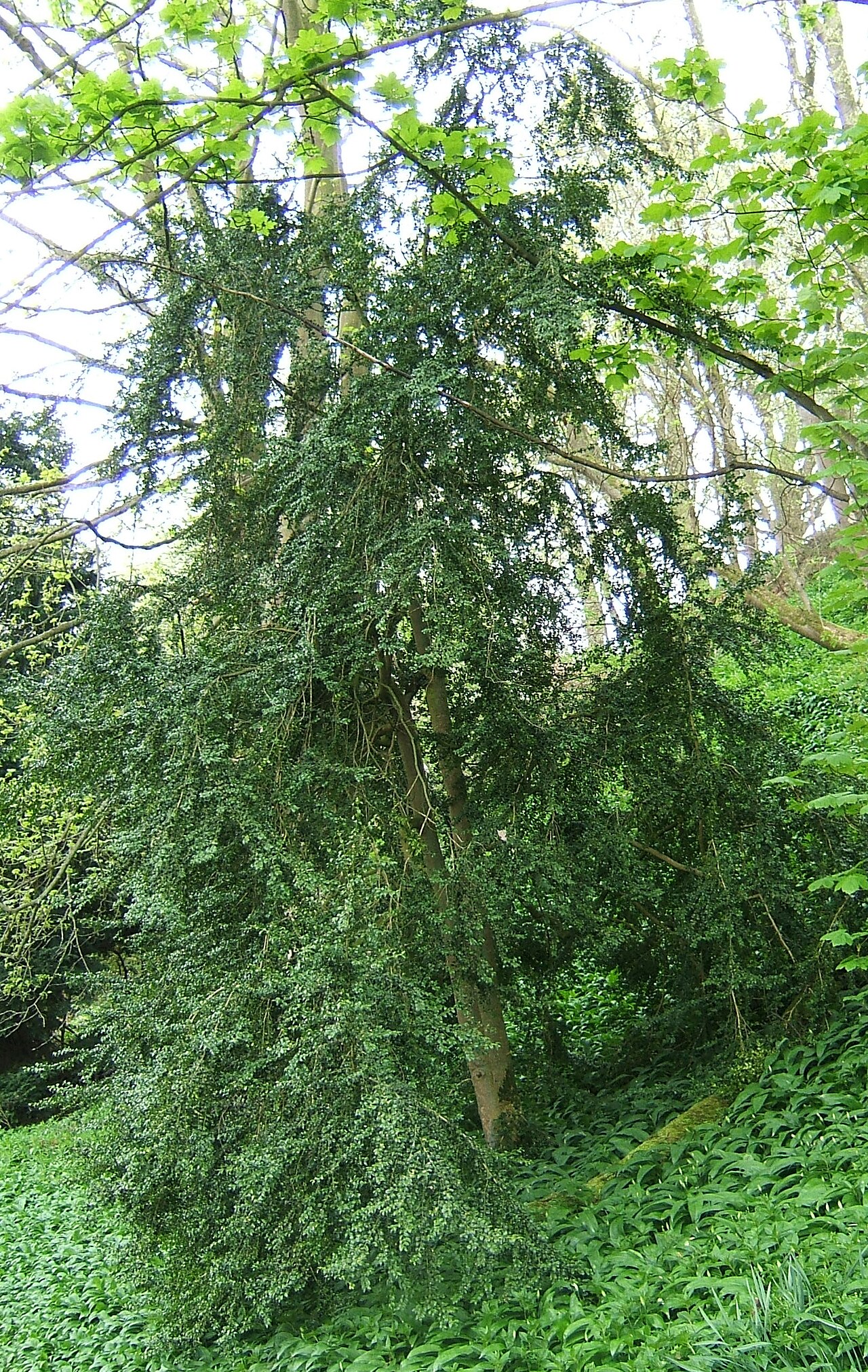 Buxus:tipos, características, tamaño, variedades, colores…
