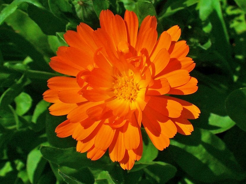 Flor abierta de Calendula officinalis
