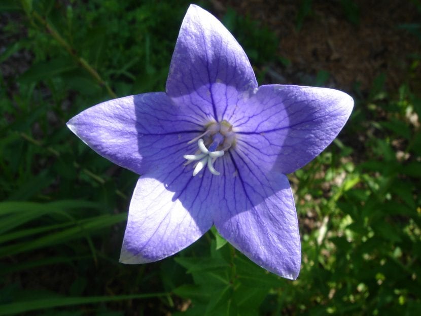 Campanula carpatica de flor azul