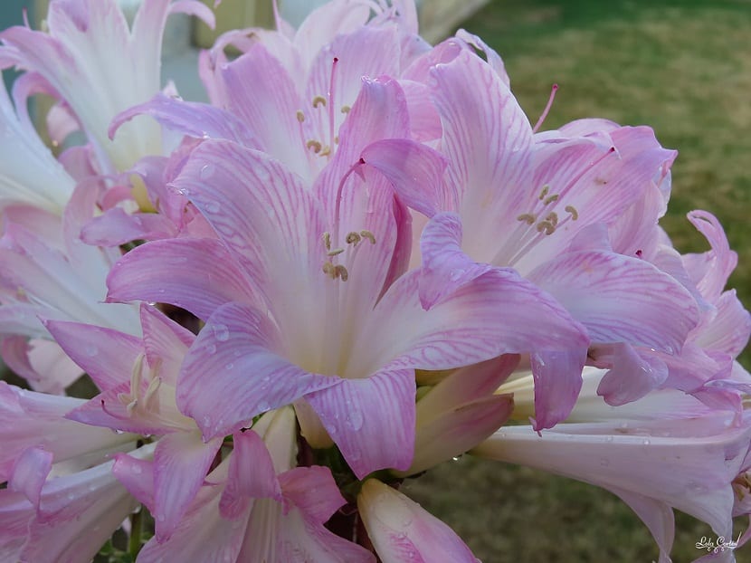 Amaryllis belladonna con sus escapos florales desnudos