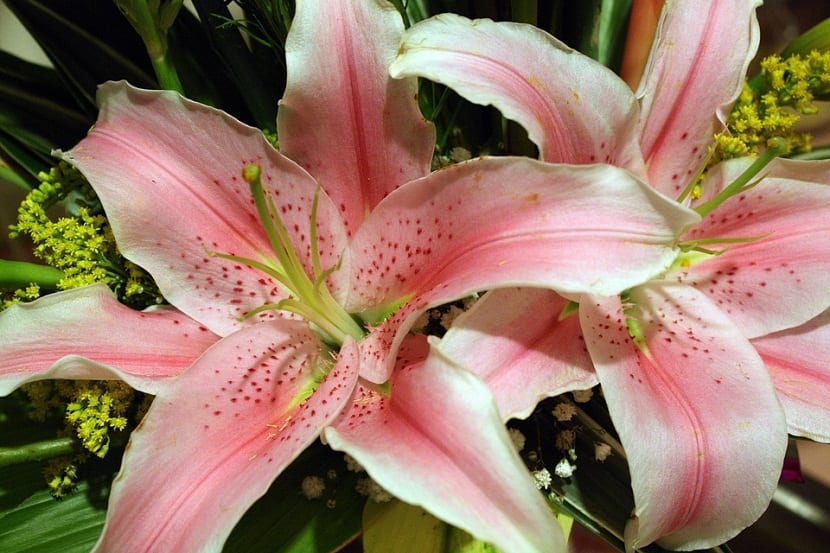 Flores rosadas de Amaryllis belladonna en el jardín