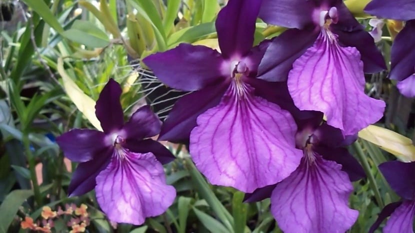 Miltonia: guía de cultivo, riego, luz y floración