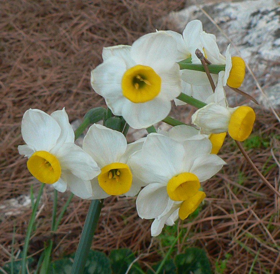 Narcissus tazetta
