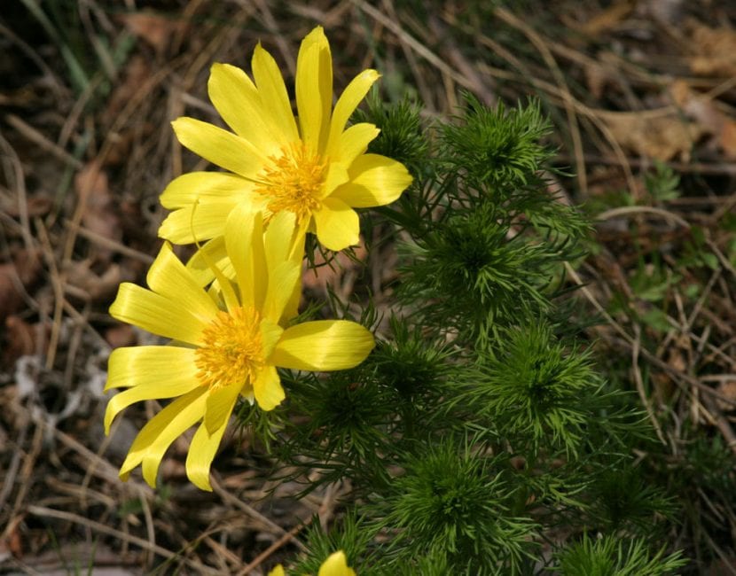 Flor amarilla de Adonis vernalis sobre follaje finamente dividido