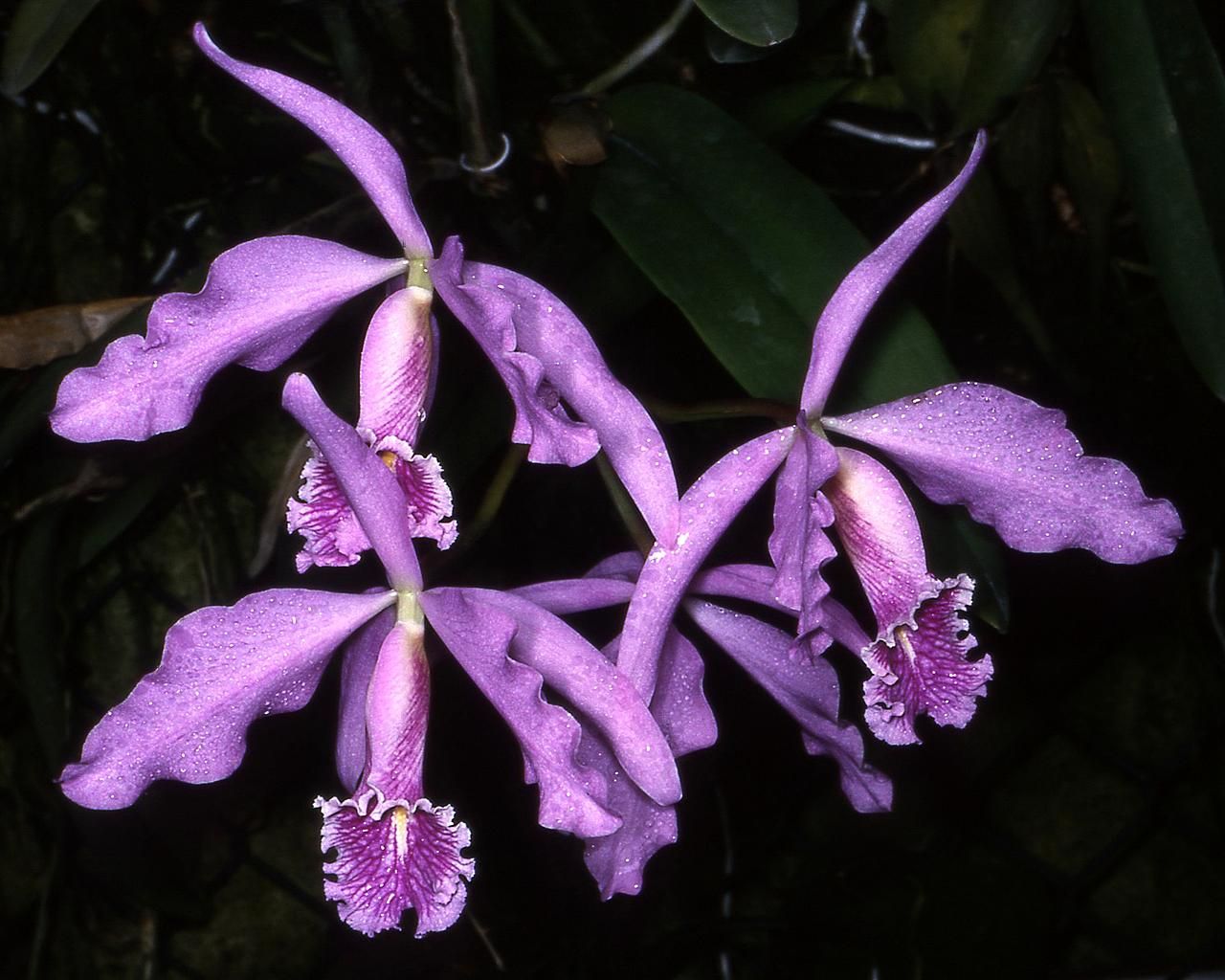 Orquídea Cattleya
