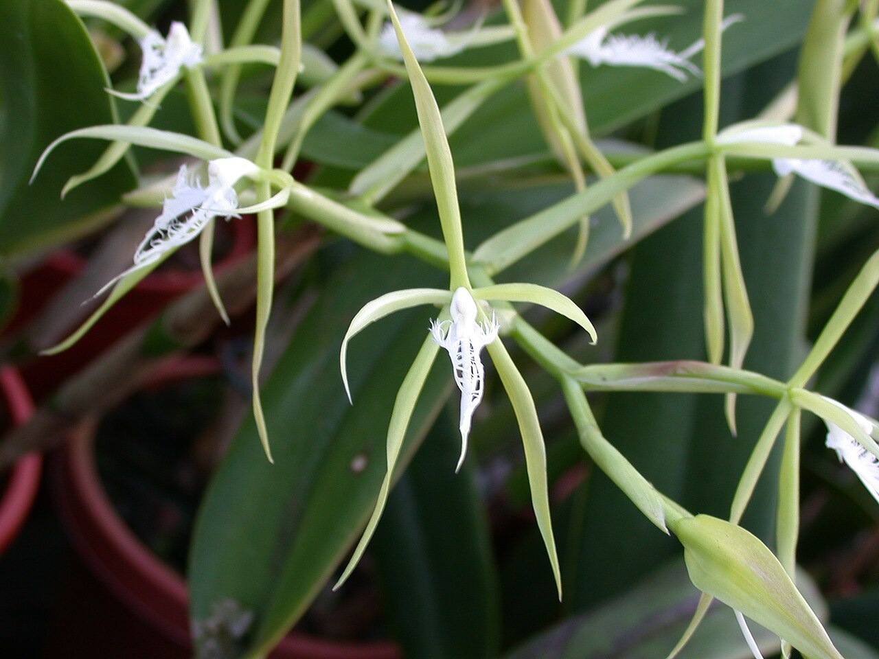 Orquídea Epidendrum