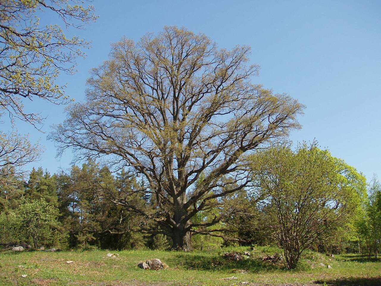 Quercus: tipos, características, tamaños, variedad y colores.
