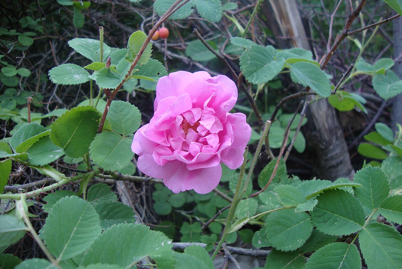 Rosa damascena