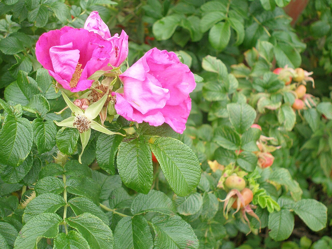 Rosa gallica
