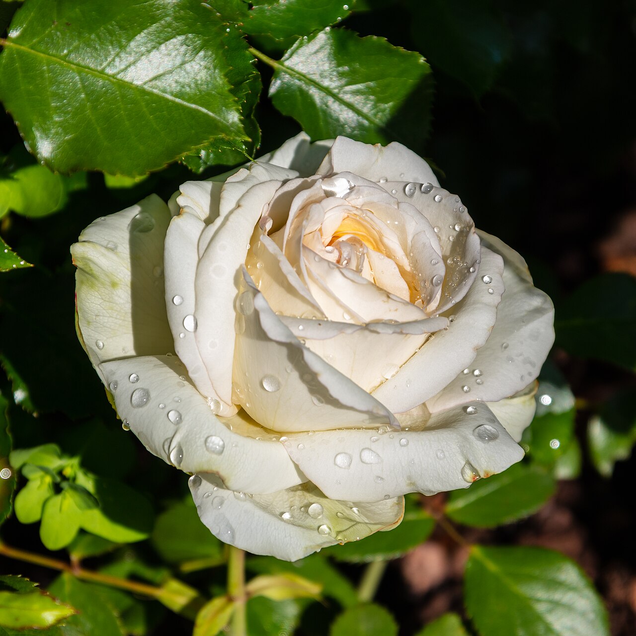 Rosa virginiana