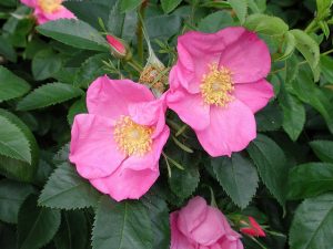 Rosa virginiana