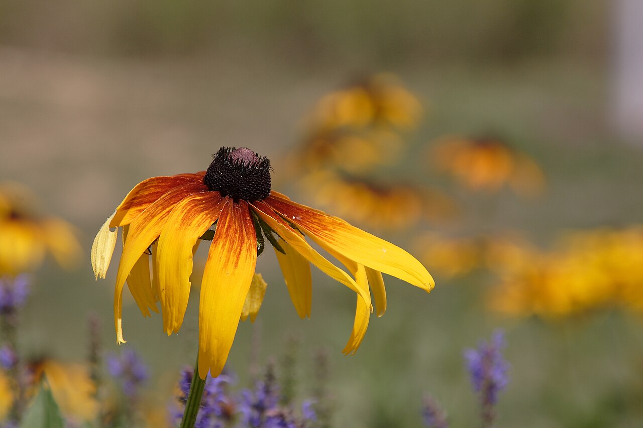 Rudbeckia