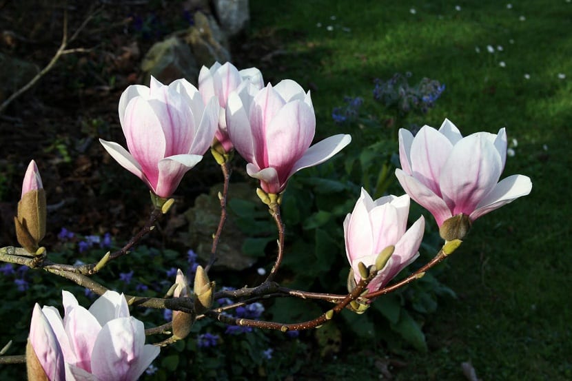 Schisandra chinensis: cultivo de la magnolia trepadora