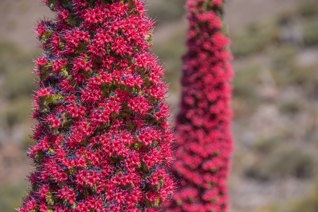 Espiga de tajinaste rojo en flor
