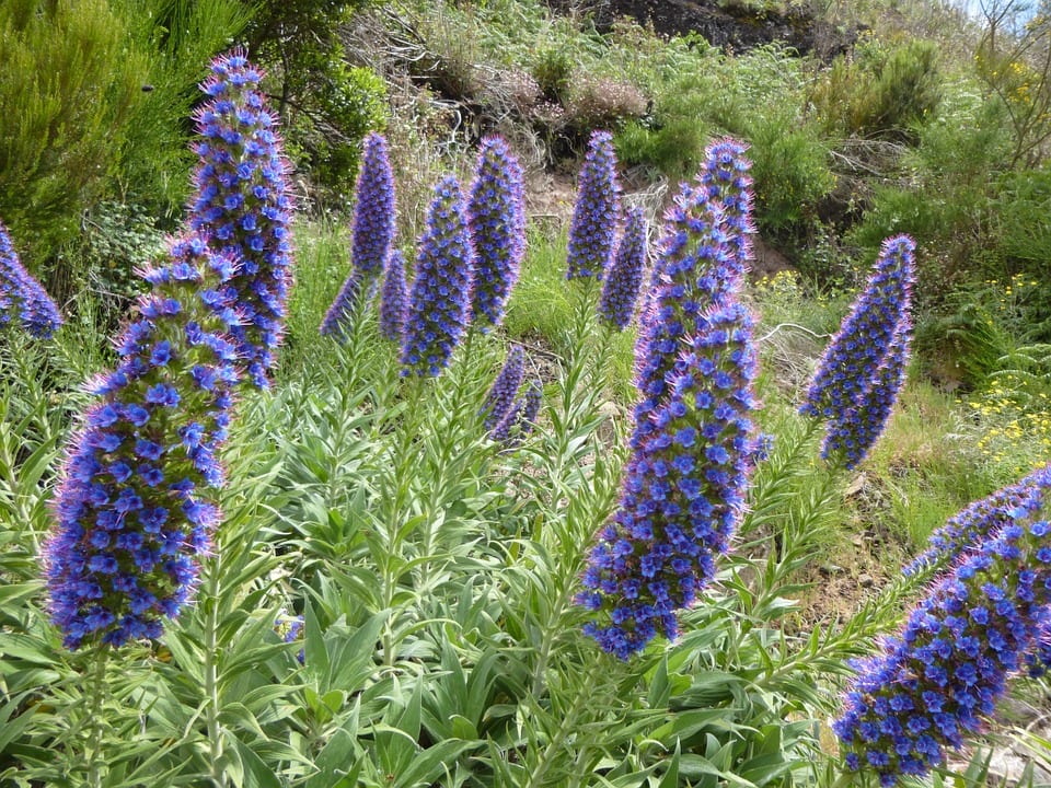Tajinastes azules floreciendo en un jardín