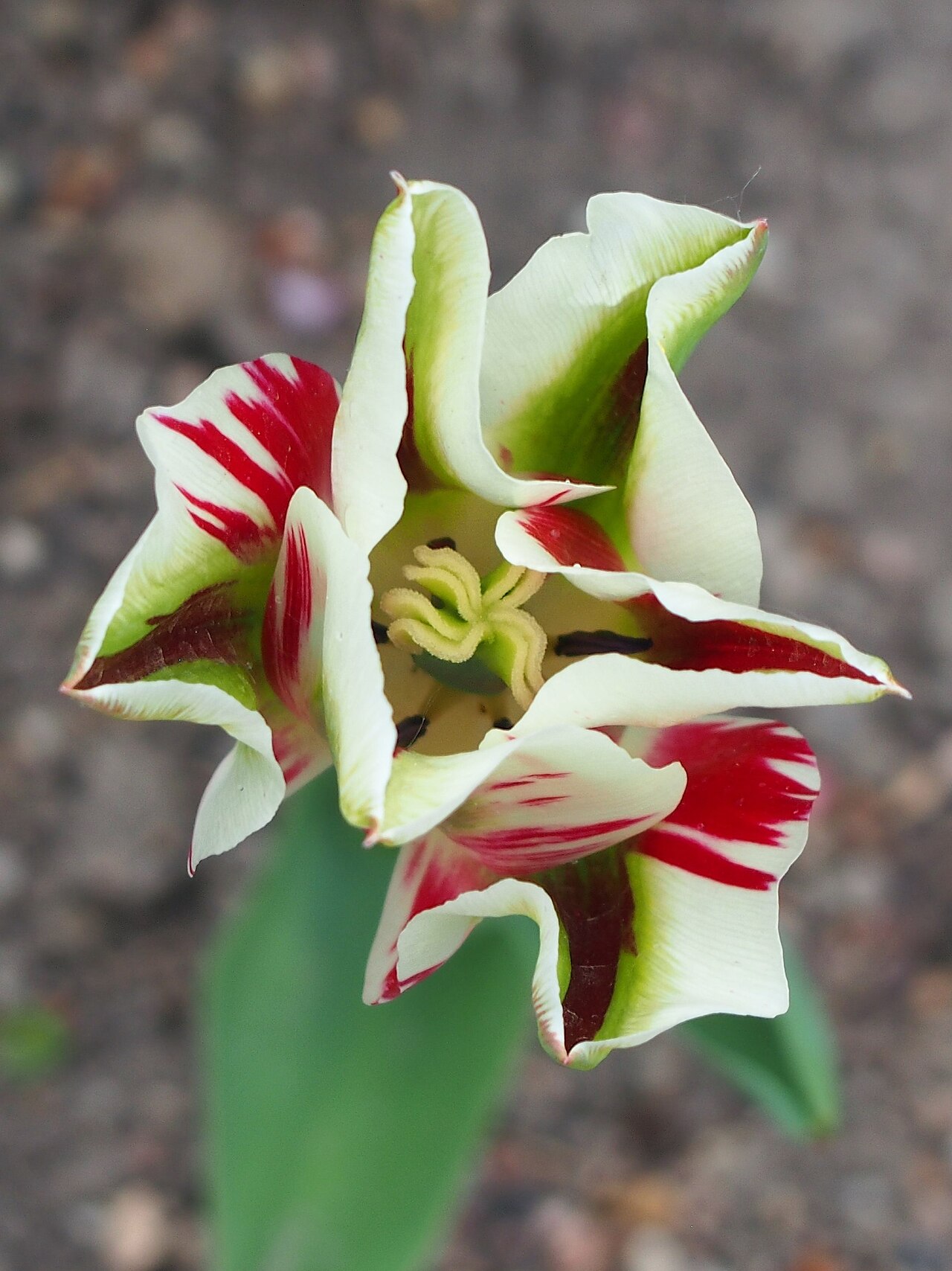Tulipán Spring Green