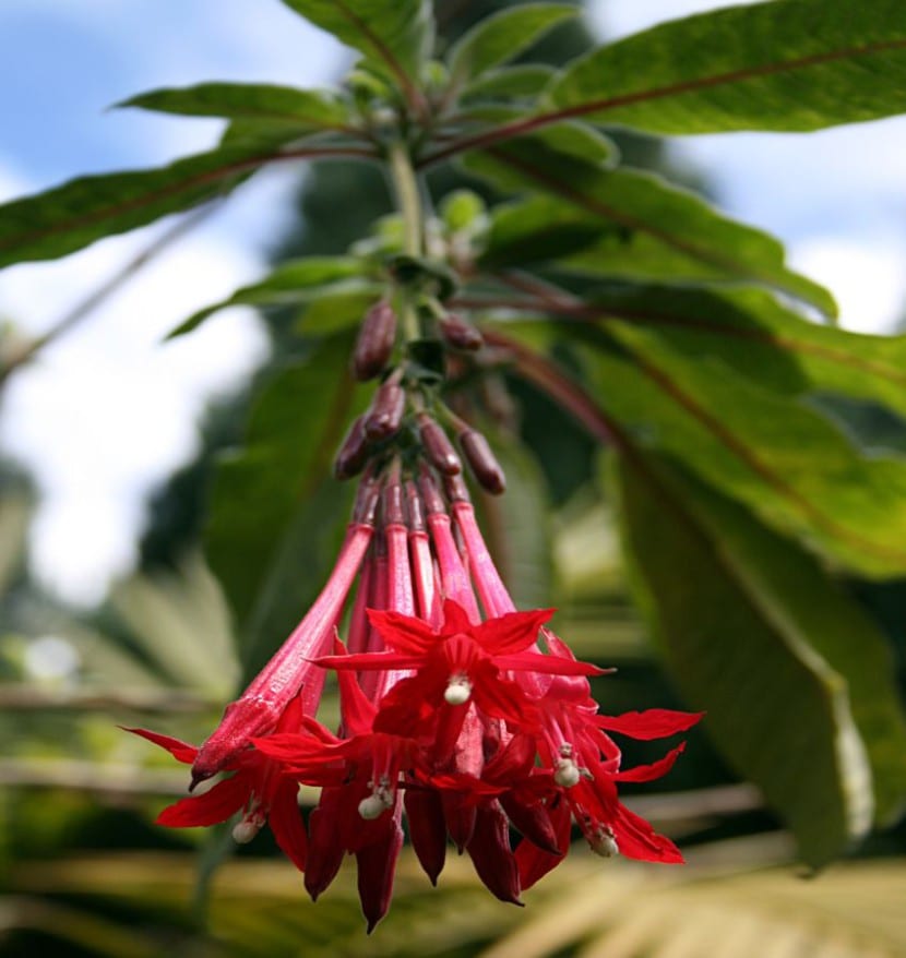 Ejemplar de Fuchsia boliviana con sus ramilletes colgantes de flores rojas