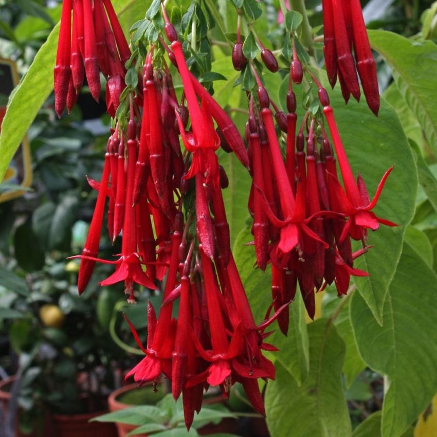 Fuchsia boliviana: cultivo, poda y cuidados en España