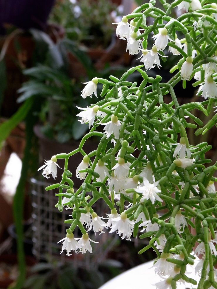 Rhipsalis cereuscula