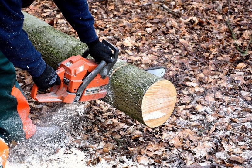 Operario cortando un árbol con motosierra