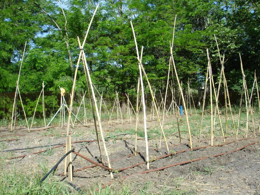 Cuándo poner tutores a las plantas y cómo colocarlos