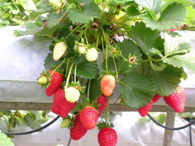 Fresas cultivadas en sistema hidropónico