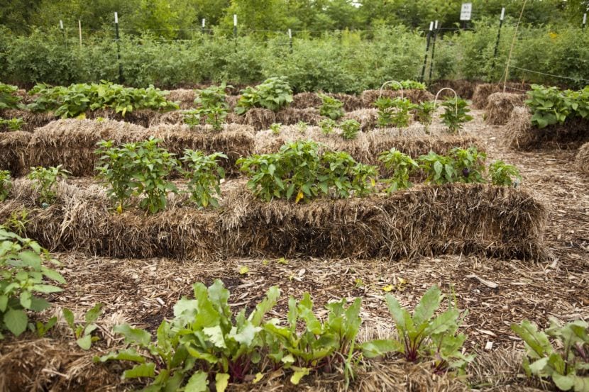 Métodos de cultivo alternativos: cuáles funcionan de verdad