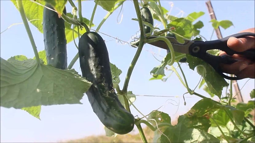 Poda del pepino: cómo conducir la planta paso a paso