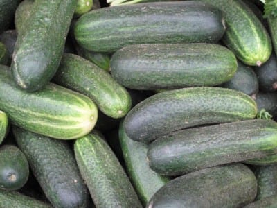 Pepinos recolectados