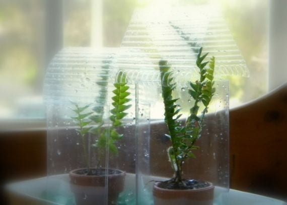 Botellas de plástico usadas para proteger plantas del frío