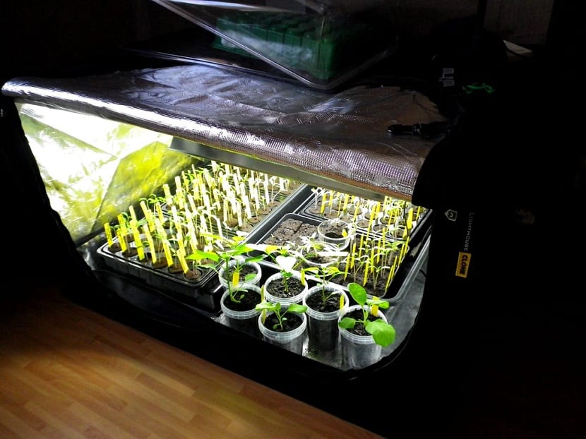 Interior de un armario de cultivo con distintas plantas bajo luz artificial