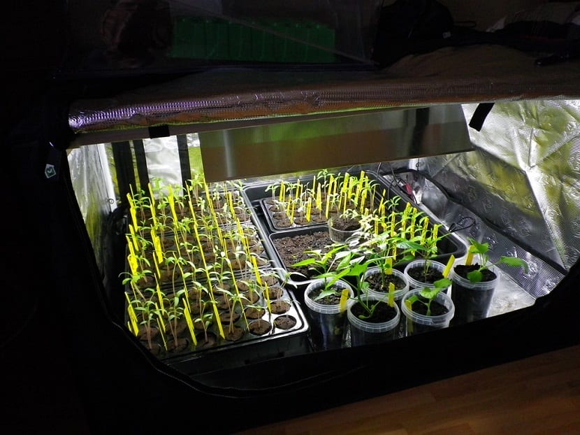Plantas creciendo dentro de armarios de cultivo