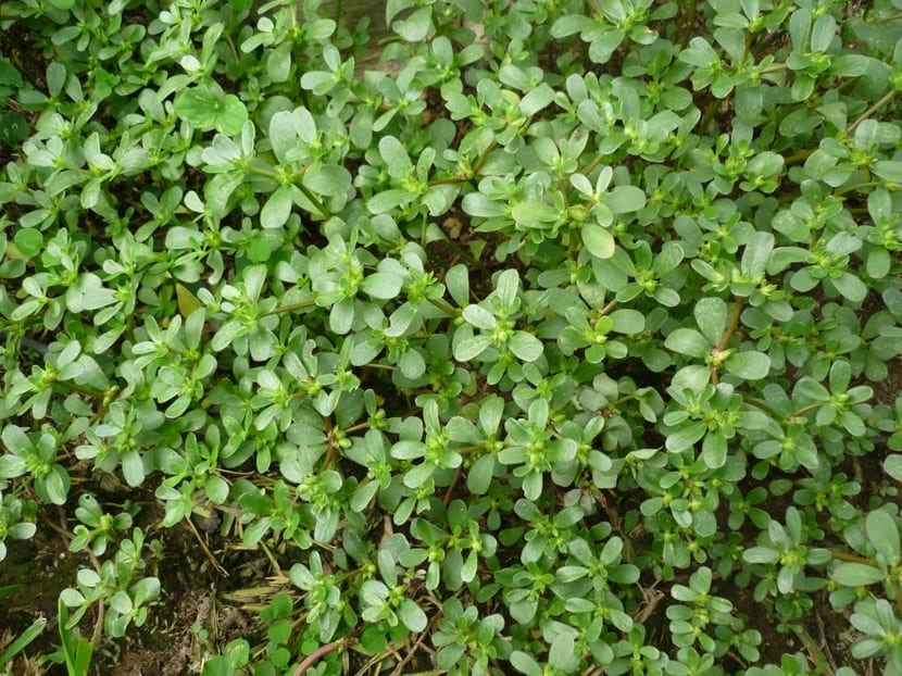 Verdolaga: cómo cultivarla y cosecharla en el huerto