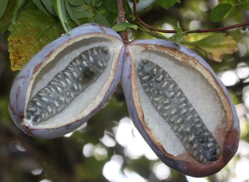 Frutos abiertos de Akebia quinata