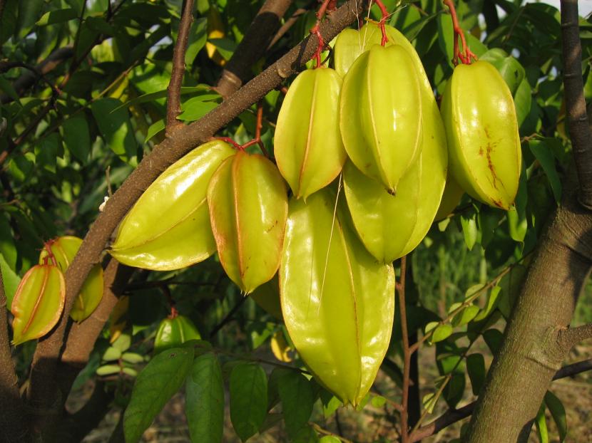 5 frutales exóticos y cuáles se pueden cultivar en España