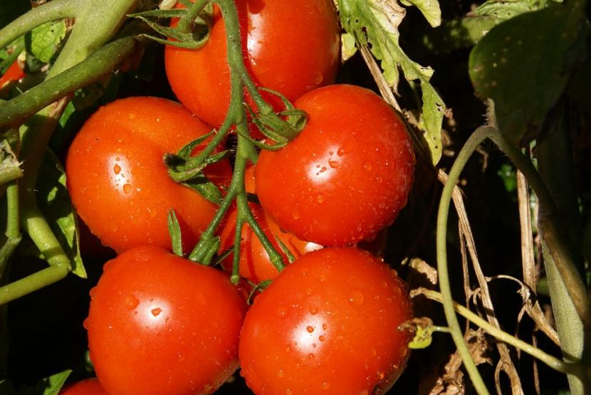 Abonar tomates: qué echar y en qué momento del cultivo
