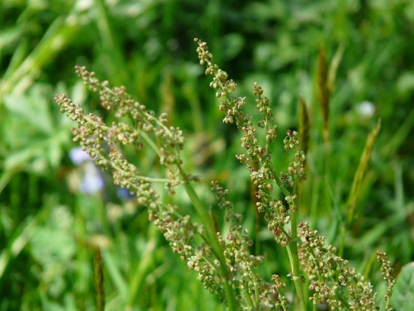 Mata de acedera (Rumex acetosa) con sus hojas sagitadas