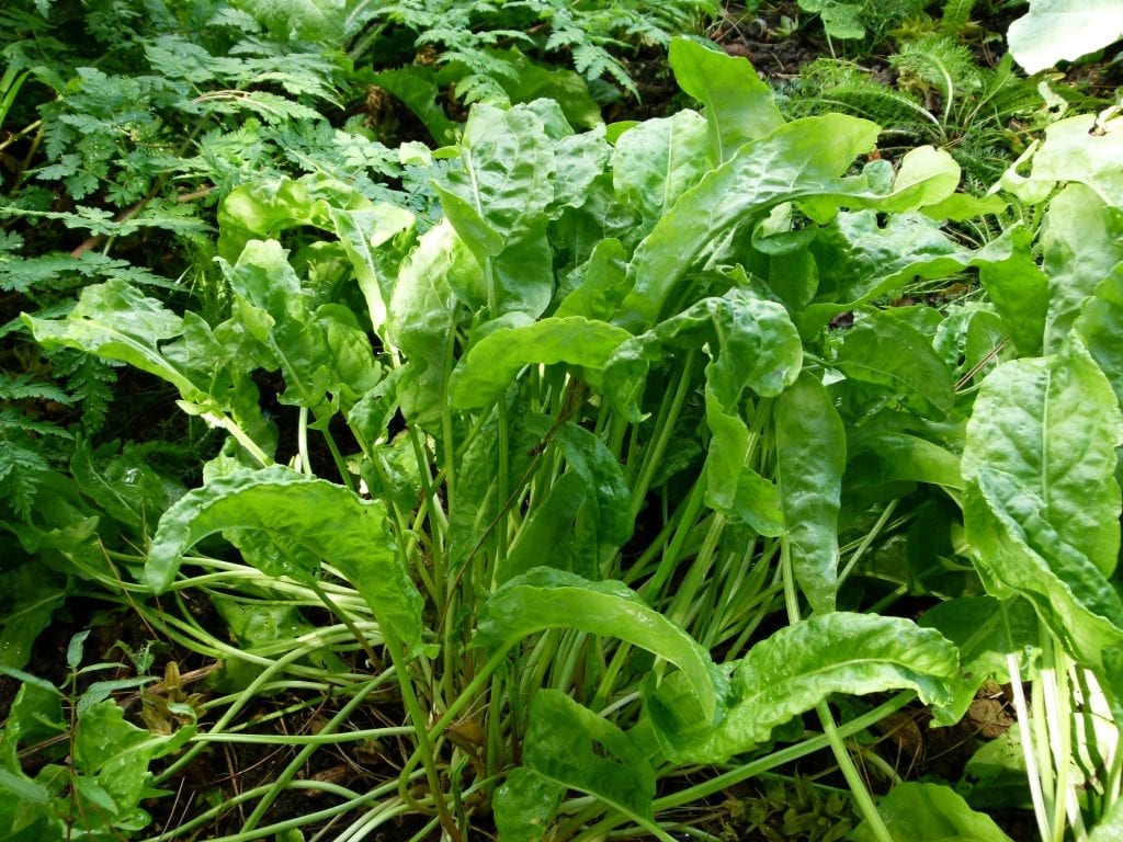 Acedera (Rumex acetosa): cultivo, recolección y usos
