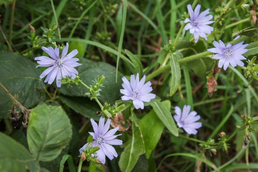 Flores azules de achicoria silvestre, Cichorium intybus
